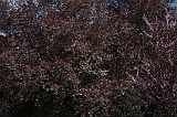 Bloesem_024