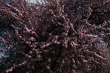 Bloesem_026