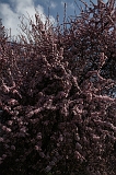 Bloesem_027