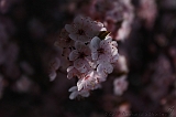 Bloesem_028