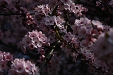 Bloesem_029