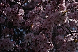 Bloesem_030