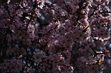Bloesem_031