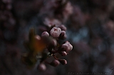 Bloesem_032