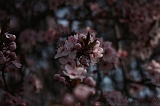 Bloesem_033