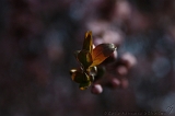 Bloesem_034
