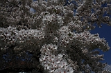 Bloesem_036