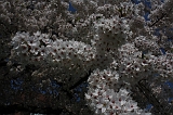 Bloesem_037