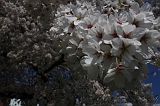 Bloesem_039