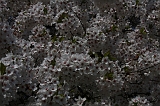 Bloesem_040