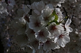 Bloesem_041