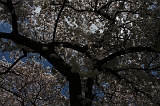 Bloesem_042