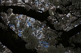 Bloesem_043