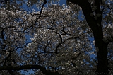 Bloesem_044