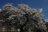 Bloesem_045