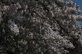 Bloesem_046