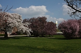 Bloesem_048