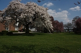 Bloesem_049