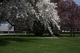 Bloesem_050