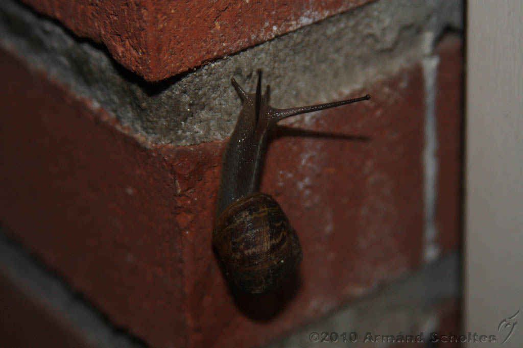 Natuur_om_huis_016.jpg