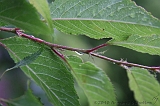 Natuur_om_huis_000