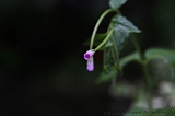 Natuur_om_huis_001