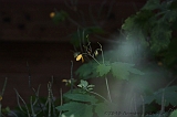 Natuur_om_huis_002