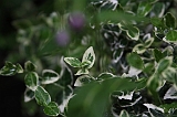 Natuur_om_huis_003