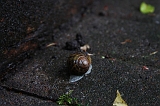 Natuur_om_huis_006