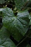 Natuur_om_huis_007