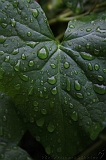 Natuur_om_huis_008