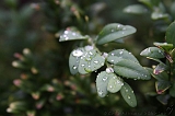 Natuur_om_huis_009
