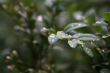 Natuur_om_huis_010