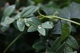 Natuur_om_huis_011