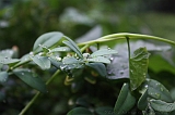 Natuur_om_huis_012