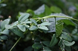 Natuur_om_huis_013