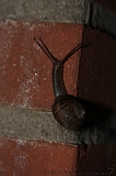 Natuur_om_huis_014