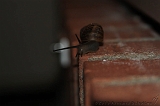 Natuur_om_huis_015