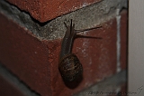 Natuur_om_huis_016