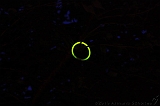 Grasnacht_063