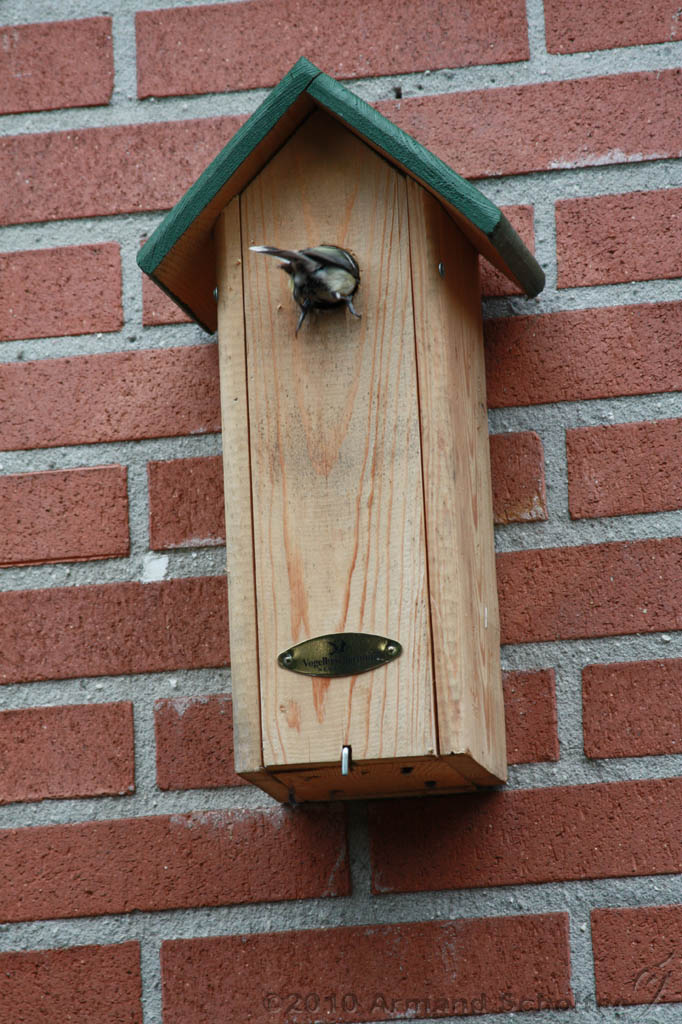 Vogelhuisje_004.jpg