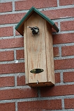 Vogelhuisje_004