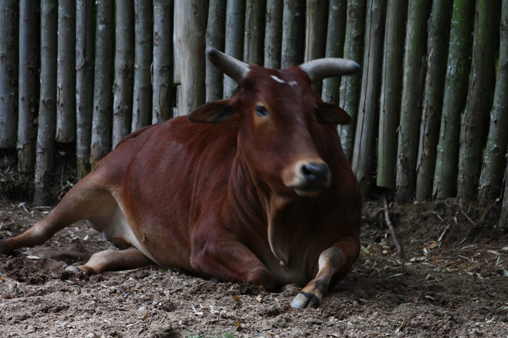 Apenheul_104.jpg
