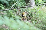 Apenheul_001