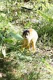 Apenheul_004