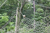 Apenheul_011