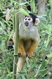 Apenheul_015