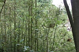 Apenheul_018