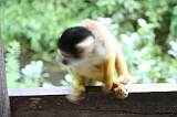 Apenheul_024