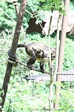 Apenheul_027